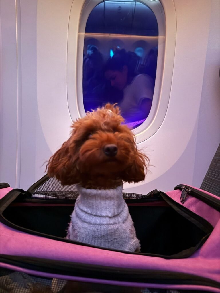 WhatsApp Image 2025-07-24 at 14.17.32