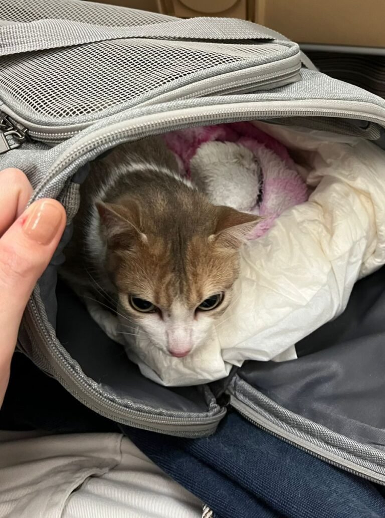 WhatsApp Image 2025-07-24 at 14.17.40